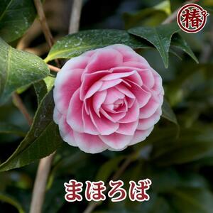 椿　新花「まほろば」5号鉢開花見込み苗