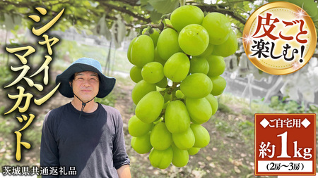 【先行予約】シャインマスカット 約1kg (茨城県共通返礼品/かすみがうら市) [ED005sa]