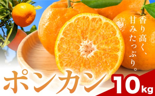 和歌山県産 ポンカン 10kg 中畑農園《2027年1月下旬-2月末頃出荷》 和歌山県 日高川町 みかん ミカン 蜜柑 椪柑 フルーツ 果物 柑橘 送料無料