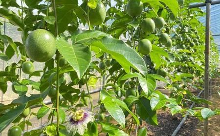 【2026年発送】もとぶ町産パッションフルーツ　贈答用(約2kg) おきなわ 南国 果物 青果 おすすめ 人気 贈答 プレゼント ギフト 季節 美味しい おいしい 期間限定 数量限定 本部町 沖縄 沖