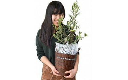 【定期便 12か月】グリーンのある生活を観葉・多肉・花鉢植物（12か月）【 観葉植物 花 インテリア  】