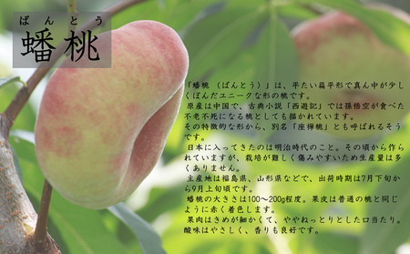 【2026年産 先行予約】もも「蟠桃(ばんとう)」1.5kg 東根農産センター提供 山形県 東根市 hi027-266 （東北 果物 フルーツ くだもの もも 桃 蟠桃 ピーチ 孫悟空 期間限定 冷蔵