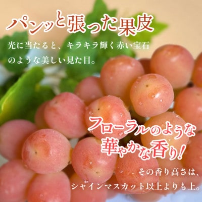 【数量限定】山梨県産 希少品種「サンシャインレッド」2房約1kg  化粧箱入 赤いシャインマスカット【配送不可地域：離島・沖縄県】