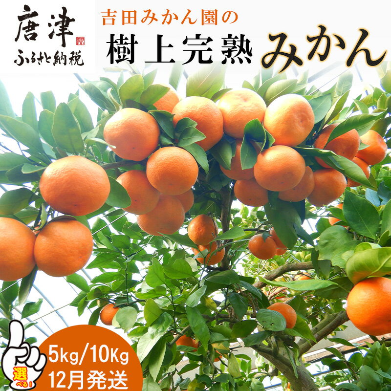【ふるさと納税】『先行予約』【12月発送】吉田みかん園の樹上完熟みかん 「グラム数を選べる！」(5kg・10kg) 柑橘 ミカン 蜜柑 フルーツ 果物