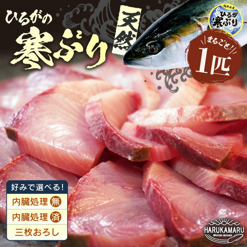 【ふるさと納税】【先行予約】天然 寒ぶり 1本 (約8〜9kg) 若狭湾 ひるがの寒ぶり【選べる処理方法】【2025年12月中旬以降順次発送予定】【ブランド お歳暮 贈答 ギフト プレゼント 寒ブリ ぶり ブリ 鰤 鮮魚 新鮮 生食 刺身 海鮮丼 ブリしゃぶ 日向 冬の味覚 海鮮 冷蔵】