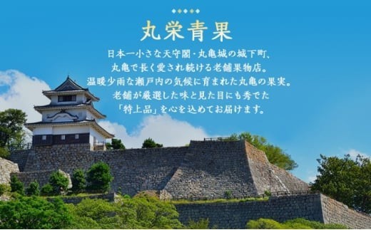 【2026年8月上旬より順次発送】 【秀品】 梨  約4kg 丸亀産 ナシ 果物 フルーツ 果肉 果汁 季節 甘い デザート ゼリー ジュース ふるさと納税フルーツ 香川県 丸亀市