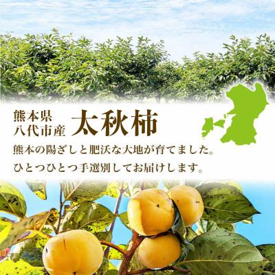 ふるさと納税 八代市 【先行予約】 太秋柿 約2kg(4〜8玉)【2026年10月上旬より順次発送】_232-6030-A |  | 02