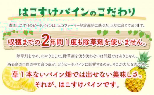 2026年 先行予約 ピーチパイン約9.5kg 濃香 パイン ★たっぷり大家族サイズ★西表島 絶品 初エコファーマー認定