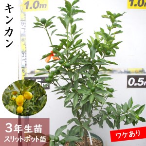 柑橘類 キンカン(金柑) 3年生 苗木 《訳あり》