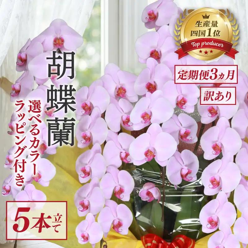 【定期便3ヶ月】 【訳あり】 胡蝶蘭 5本立て ピンク 花