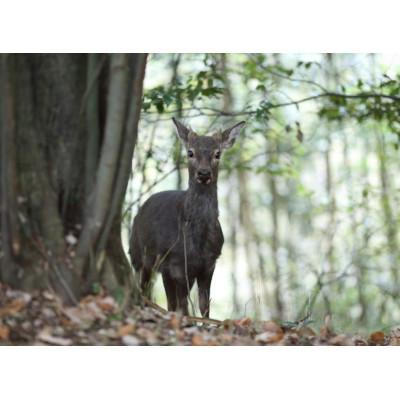 ふるさと納税 木津川市 犬用鹿肉ジャーキー |  | 01