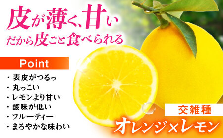 【先行予約】《長崎産》マイヤーレモン（５ｋｇ）