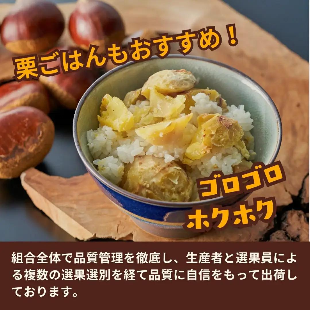 【先行予約】くり 越後村松の栗 2Lサイズ 2kg 大粒【2026年10月下旬発送】 | 新潟県 五泉市 栗 クリ マロン 果物