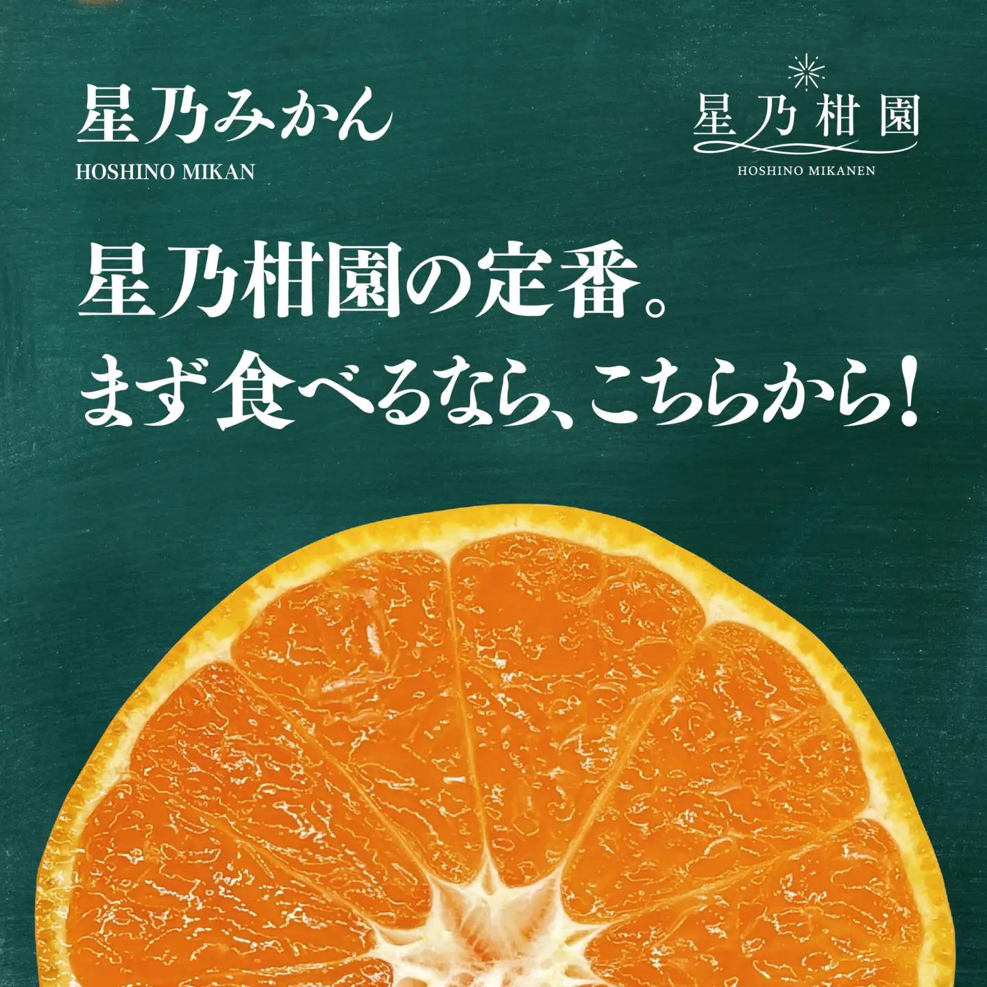 【先行受付】星乃みかん園の星乃みかん(10kg)【訳あり】【C45-64】【1339361】 YWTAZ027