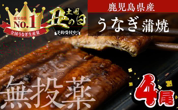 
            ＜丑の日先行予約受付中！＞鹿児島県産うなぎ蒲焼 (1尾あたり136g～155g×4尾、タレ・山椒付き) 鰻 かばやき 冷凍【西日本養鰻】A584-U
          