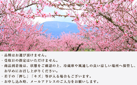 No.177 献上桃の郷桑折町 特別返礼品「雅」 糖度13.5度以上【数量限定】2kg（5～6玉）桑折町産　先行受付