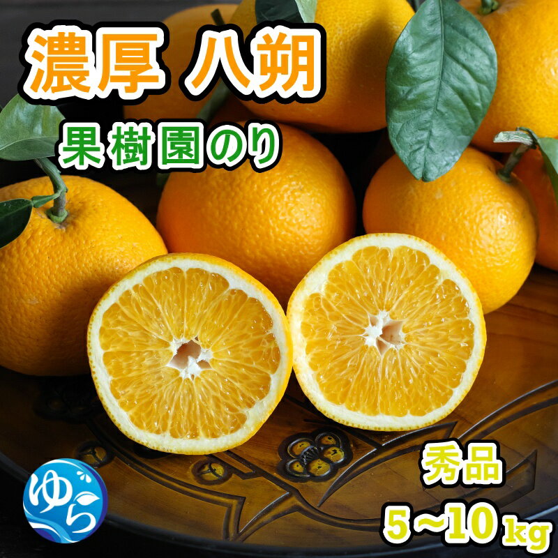 【ふるさと納税】 八朔 秀品 サイズおまかせ / 高級 甘い みかん 和歌山 由良 リピート 5kg 10kg ※2026年2月中旬頃より4月下旬に順次発送予定