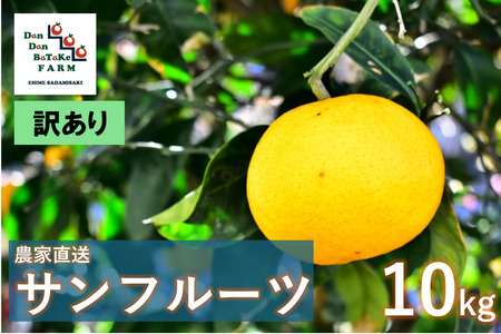 【先行予約】【訳あり】サンフルーツ 約10kg | 柑橘 みかん 果物 フルーツ 愛媛県産 農家直送　※離島への配送不可　※2025年4月上旬より順次発送予定