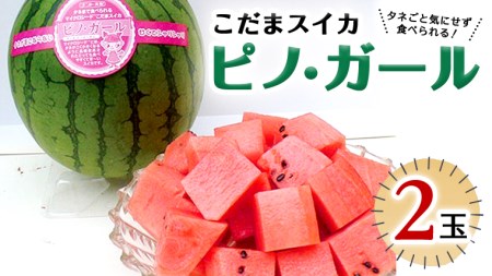 こだまスイカ ピノ・ガール（2玉） 【2026年5月中旬より発送開始】感動必至！ タネが気にならない スイカ 西瓜 小玉スイカ 小玉 果物 くだもの フルーツ 美味しい 茨城 [BC028sa]
