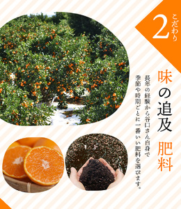 S-Lサイズ不揃い たにぐち農園早生温州みかん(マルチ栽培)　3kg【11月中旬～12月中旬に順次発送】 不揃い / みかん フルーツ 果物 くだもの【mtn101A】