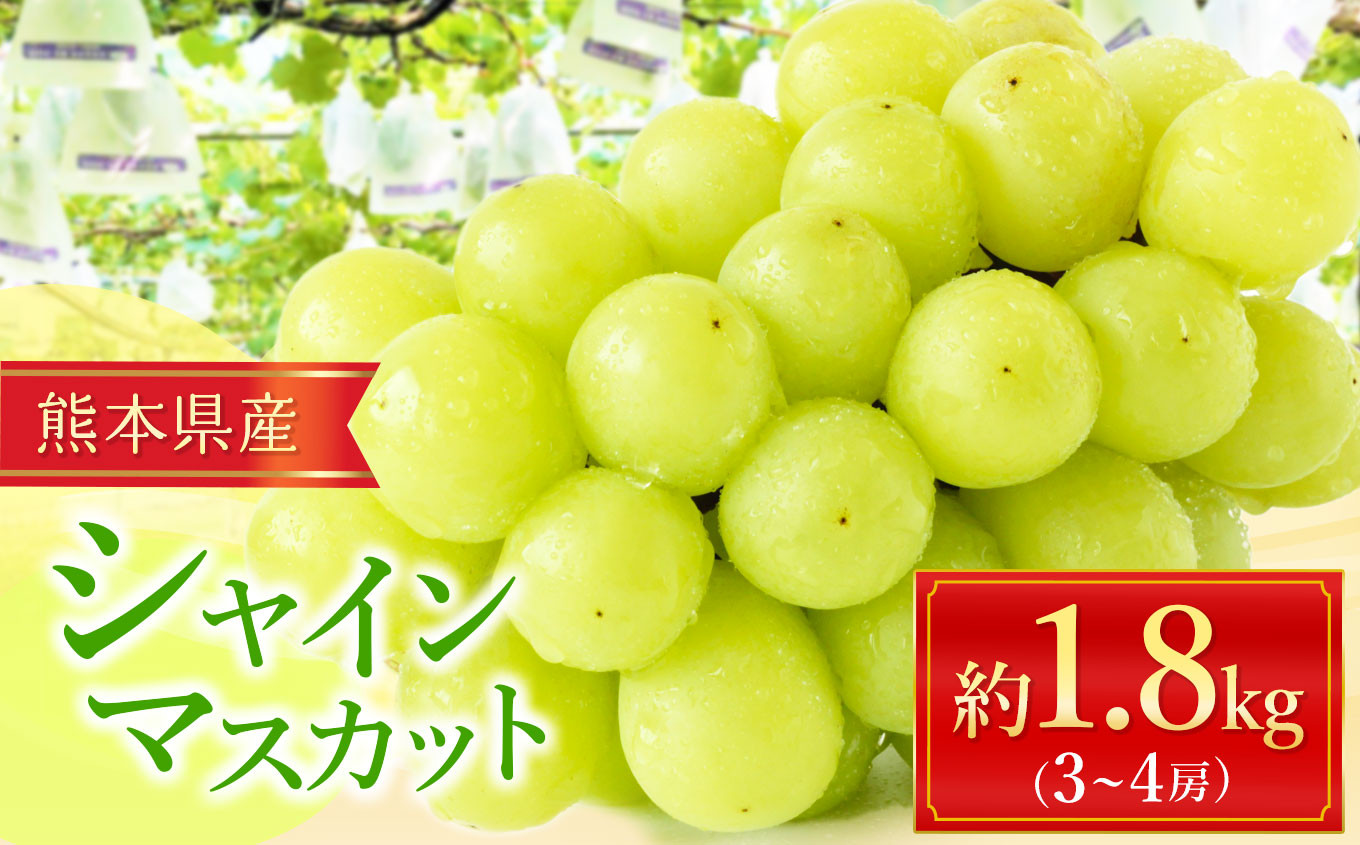 
                  シャインマスカット 約 1.8kg （3～4房） ｜ フルーツ 果物 ぶどう 葡萄 新鮮 農家直送 熊本県 玉名市 くまもと たまな
                