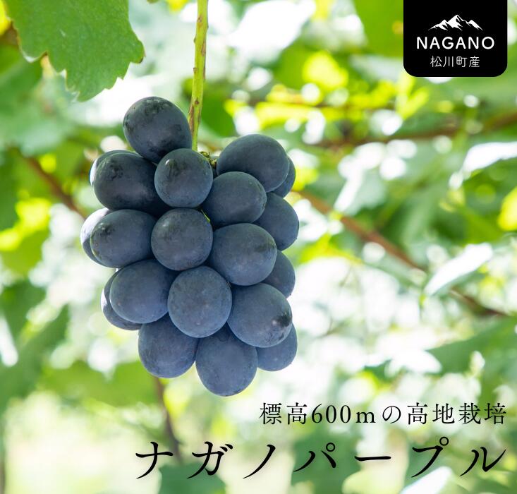 【ふるさと納税】＊2025先行予約＊ ナガノパープル 約2kg／2025年9月上旬頃発送予定 長野県松川町産 贈答 ギフト 稀少 高級ぶどう 2キロ 2キロ Tk07 TK03