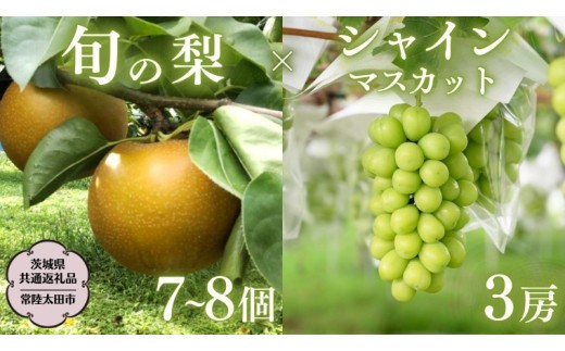 
                   茨城県産 「 シャインマスカット ３房 」 と「旬の 梨 」 詰め合わせ 約 5kg【茨城県共通返礼品／常陸太田市】 桧山果樹園 農家直送 桧山果樹園 農家直送 フルーツ  甘い 直送 茨城 限定 ギフト ぶどう シャインマスカット 旬 梨 秀玉 恵水 秋月 詰め合わせ 食べ比べ 果物 [DU013sa]
                