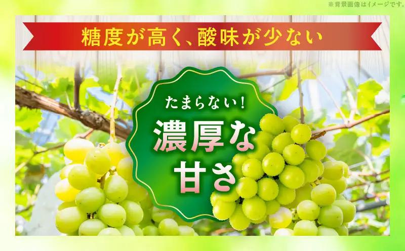 【8月31日（夏休み）までの期間限定!!】シャインマスカット　1房（約620g）化粧箱入り | シャインマスカット マスカット ぶどう ブドウ 葡萄 果物 フルーツ 新鮮 くだもの 国産 ギフト お裾