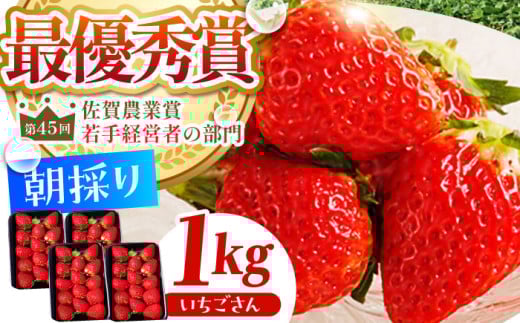 【農薬0への挑戦】【2～4月発送】朝摘みいちご いちごさん 1kg（250g×4パック）【むらおか農園】 [HAF023]