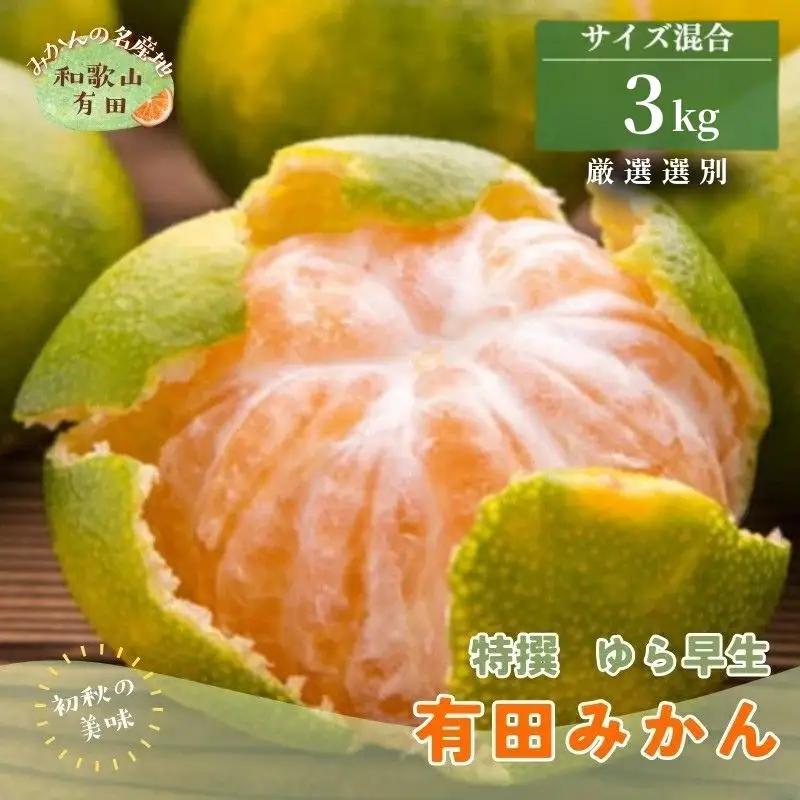 【初秋の美味】特選　ゆら早生有田みかん　約3kg+200g(傷み補償分)【2026年10月頃から順次発送予定】　※北海道・沖縄・離島配送不可 / みかん 果物 くだもの フルーツ【ard050C】