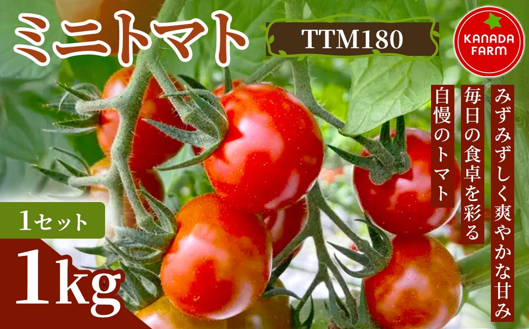 《先行予約》 ミニトマト（TTM180） 朝食 1セット 3セット 定期便 新鮮野菜 旬 サラダ デザート お弁当 料理用 そのまま食べる お取り寄せ ミニトマト 朝食 ミニトマト 朝食 ミニトマト 朝食 ミニトマト 朝食 ミニトマト 朝食 ミニトマト 朝食 ミニトマト 朝食 ミニトマト 朝食 ミニトマト ミニトマト ミニトマト 豊橋 ミニトマト 豊橋 ミニトマト