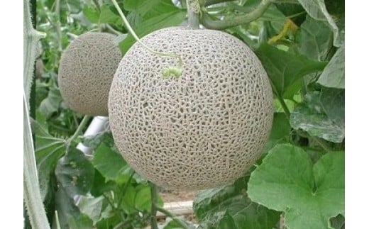 
            【数量限定】喜界島産メロン　２玉(大玉) 【2025年12月下旬ごろ発送】
          