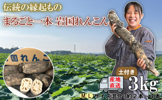 
由美屋特選！岩国産れんこん3kg(土付き)【有限会社 由美屋】
