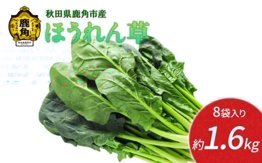 秋田県鹿角産 ほうれん草 約1.6kg（8袋入）●2025年12月上旬発送開始【恋する鹿角カンパニー】 新鮮 旬 緑黄色野菜 ホウレンソウ 炒め物 おひたし 安全 甘い 採れたて 国産野菜 お取り寄せ グルメ ギフト お中元 お歳暮 秋田 あきた 鹿角市 鹿角 秋田県 鹿角産 送料無料