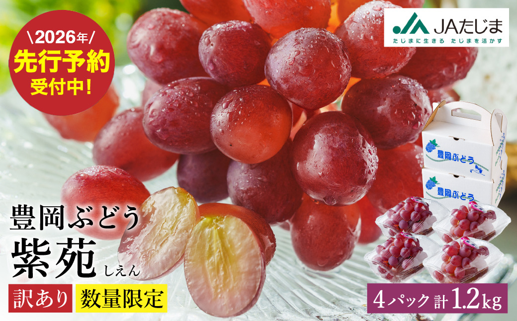 数量限定 訳あり 豊岡ぶどう「紫苑」 約300g×4パック／ 紫苑  しえん ブドウ 葡萄 訳ありぶどう 大粒 強い甘み 爽やかな酸味 新鮮 果物 産地直送 くだもの フルーツ 上品 香り