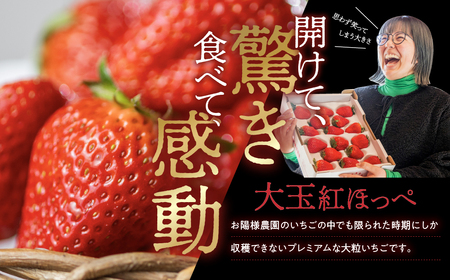 【先行予約】2025年1月～順次発送 濃厚 大粒 いちご 紅ほっぺ プレミアム  2回 定期便 8粒 2シート お陽様農園 産地直送 愛知県 田原市産 