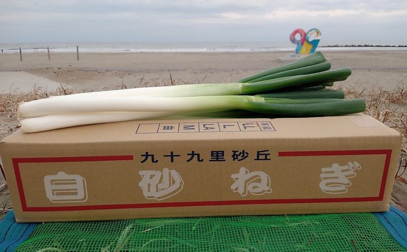 白砂ねぎ　Lサイズ　約5kg 野菜 柔らか 甘い 美味しい ミネラル ねぎま鍋