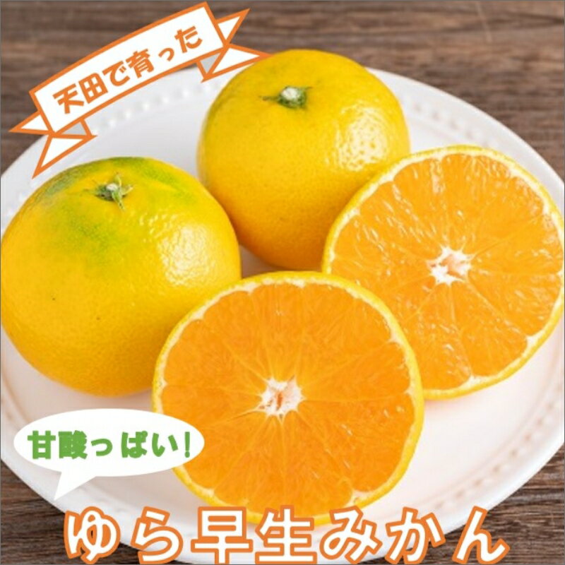 【ふるさと納税】ゆら早生みかん（紀州和歌山）ご家庭用10kg《先行予約》