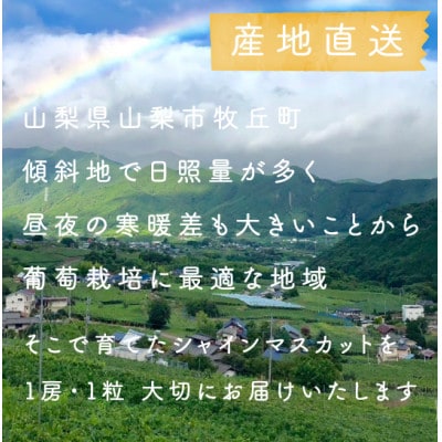【年内発送】【訳あり】冬に食べられる シャインマスカット 粒 (2kg以上) 山梨産【配送不可地域：離島・沖縄県】