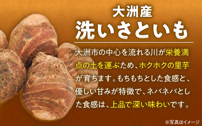 【9月下旬より順次発送】大洲産洗い里芋（水入り）500g×4袋　愛媛県大洲市/沢井青果有限会社 [AGBN033]里芋 和食 朝ごはん 里芋の煮っころがし 里芋の煮物 里芋コロッケ 味噌汁 畑 野菜 