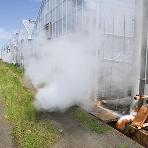 【2025年 発送】＜訳あり＞地下から湧き出る温泉と蒸気熱を利用栽培した温泉 完熟 マンゴー 約1kg(トロピカルファームいぶすき/016-1764) マンゴー フルーツ マンゴー 果物 くだもの 