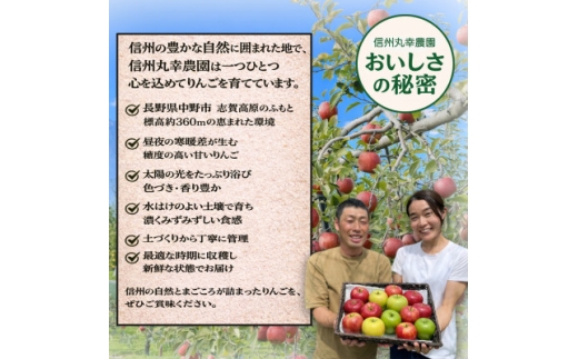 生産農家直送　長野県中野市産　サンふじ　訳ありご家庭用　約10kg(24～41玉)【1716053】