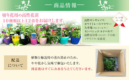 季節の切り花苗 お任せ12ポットmixセット｜花苗 ギフト ガーデニング