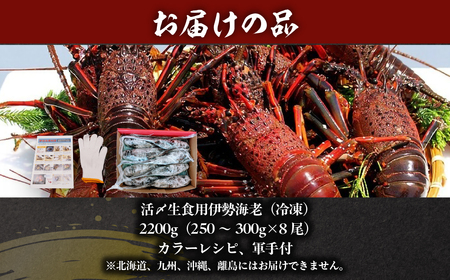 活〆生食用伊勢海老（冷凍）2200g（250～300g)×8尾  ONJB037