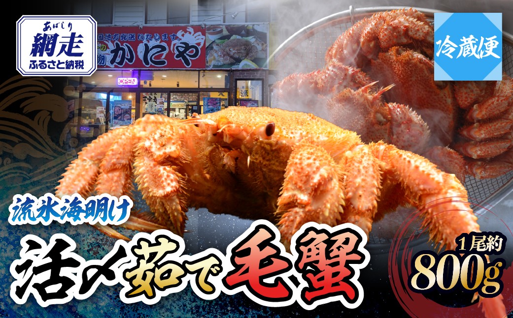 
                  流氷海明け・活〆茹で毛蟹1尾約800g冷蔵便届け 【 ふるさと納税 人気 おすすめ ランキング 毛がに 毛ガニ 毛蟹 カニ ガニ 蟹 かに ケガニ 冷蔵 800g 1尾 オホーツク海産 流氷明け オホーツク 北海道 網走市 送料無料 】 ABAO110
                