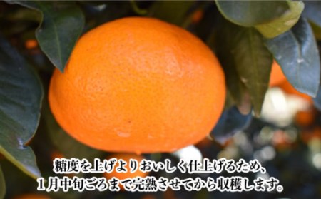 【数量限定】越冬完熟 原口 みかん 約5kg 完熟ミカン ミカン 柑橘 果物  フルーツ【長崎ぶんたんの会】 [OAF010]