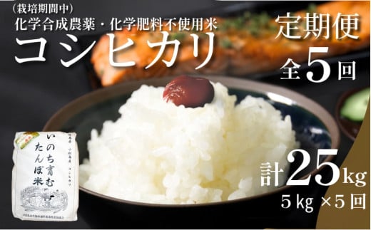 【令和7年産】定期便 5回  米 コシヒカリ 計25kg 5kg × 5回 白米 お米 おこめ こめ 精米 ごはん 国産 限定 白飯 ご飯 精米したて ふるさと ランキング おいしい TKG 卵かけご飯 おにぎり おむすび 化学合成農薬不使用 いのち育む田んぼ米 生物多様性 送料無料 【北海道･東北･沖縄･離島への配送不可】 徳島県 小松島市
