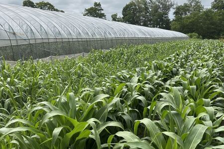 【定期便3回】ざっこくごはんのもと3袋セット