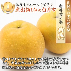 【予約受付】新興 5kg 7～12玉 しろいの梨 日持ちする梨 おすすめ 美味しい シャキシャキ食感
