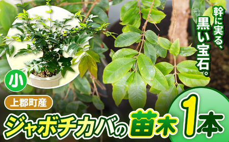 上郡町産 ジャボチカバの苗木（小）| ジャボチカバ 植物 フルーツ 珍しい おいしい 兵庫県 上郡町
